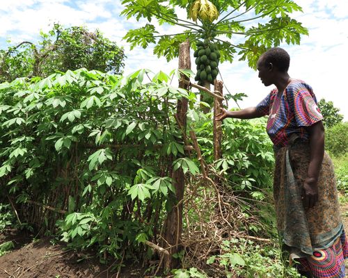  Permaculture Gardening In Uganda 